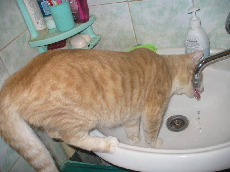 Кошка не ест, только пьет воду и спит: причины, лечение в домашних условиях