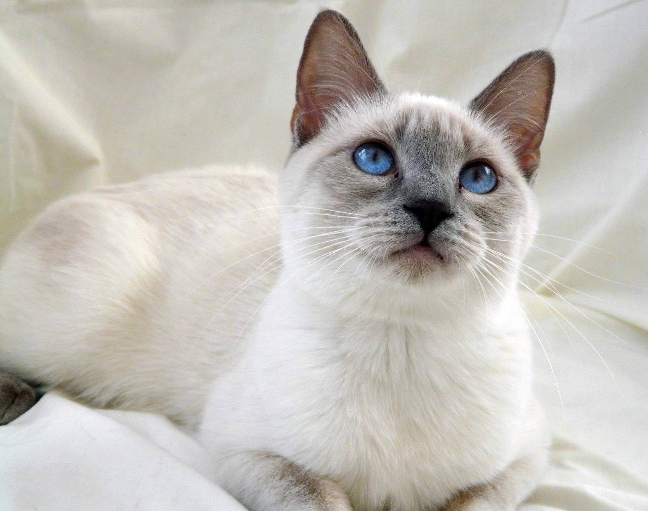 Тайские коты и кошки: фото, характеристика и описание породы, особенности ухода и стоимость