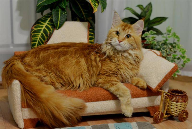 Кошки породы мейн-кун — в чем их особенность?