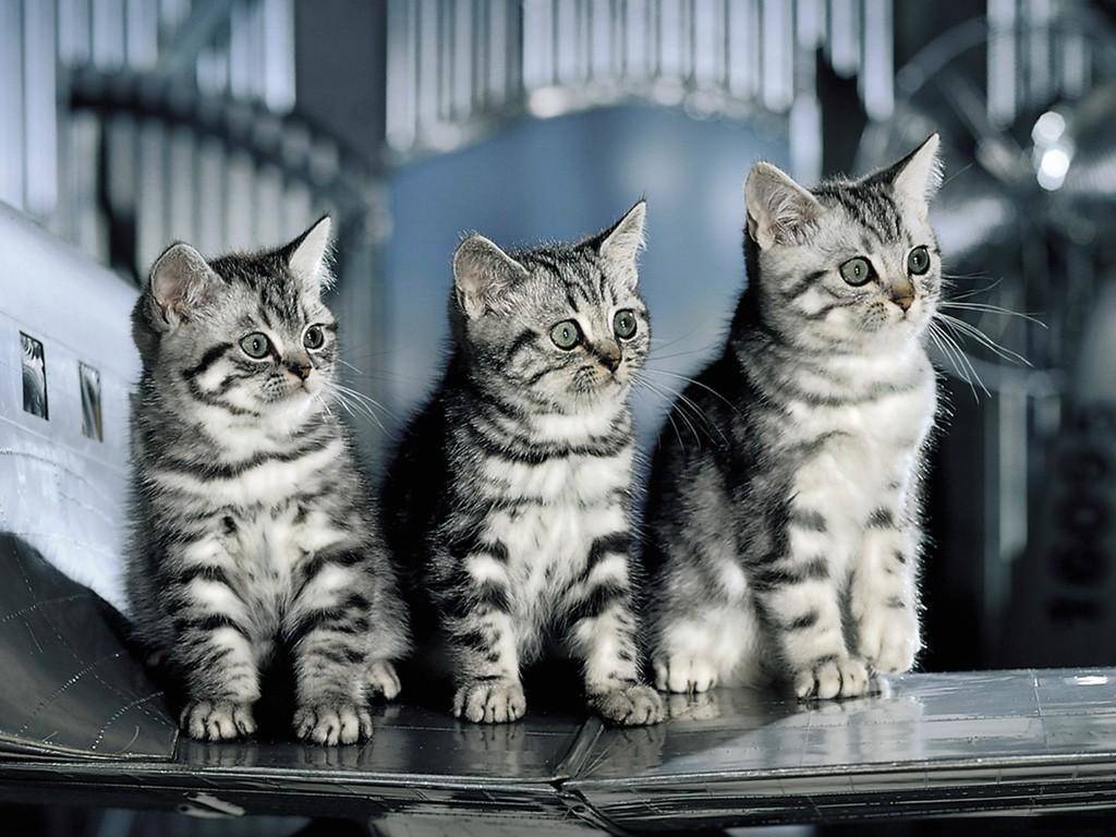 Кот из рекламы