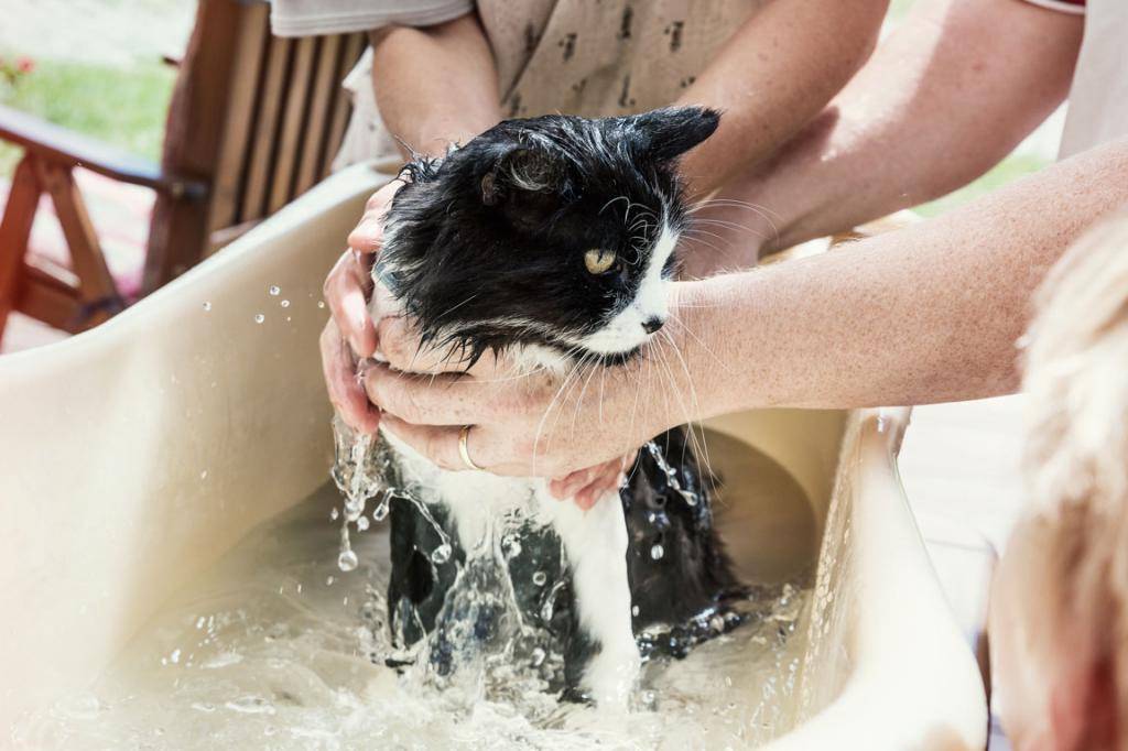 Как правильно мыть кошку и как часто можно ее купать