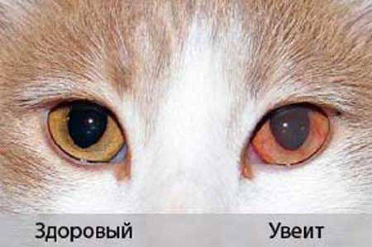 Коричневые пятна (меланоз) в глазу у кошки