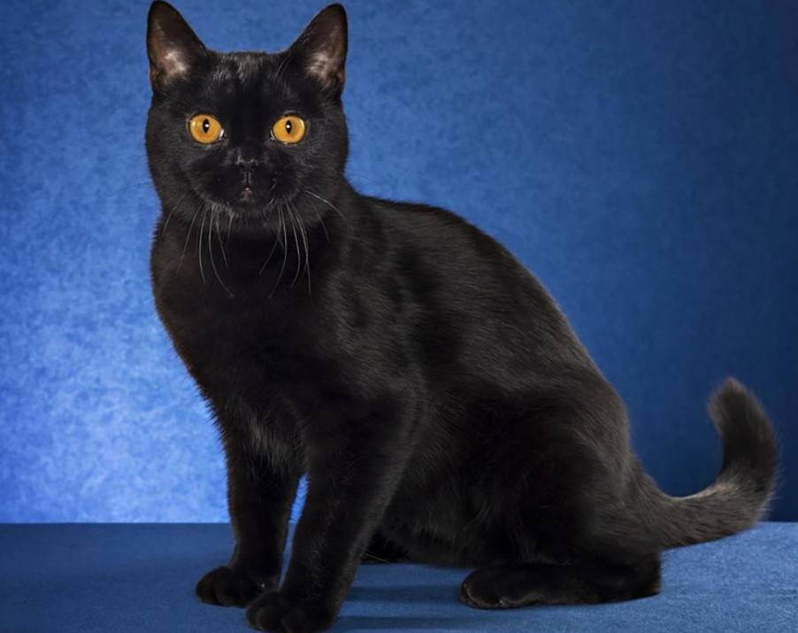 Бомбейская кошка: описание породы и характера