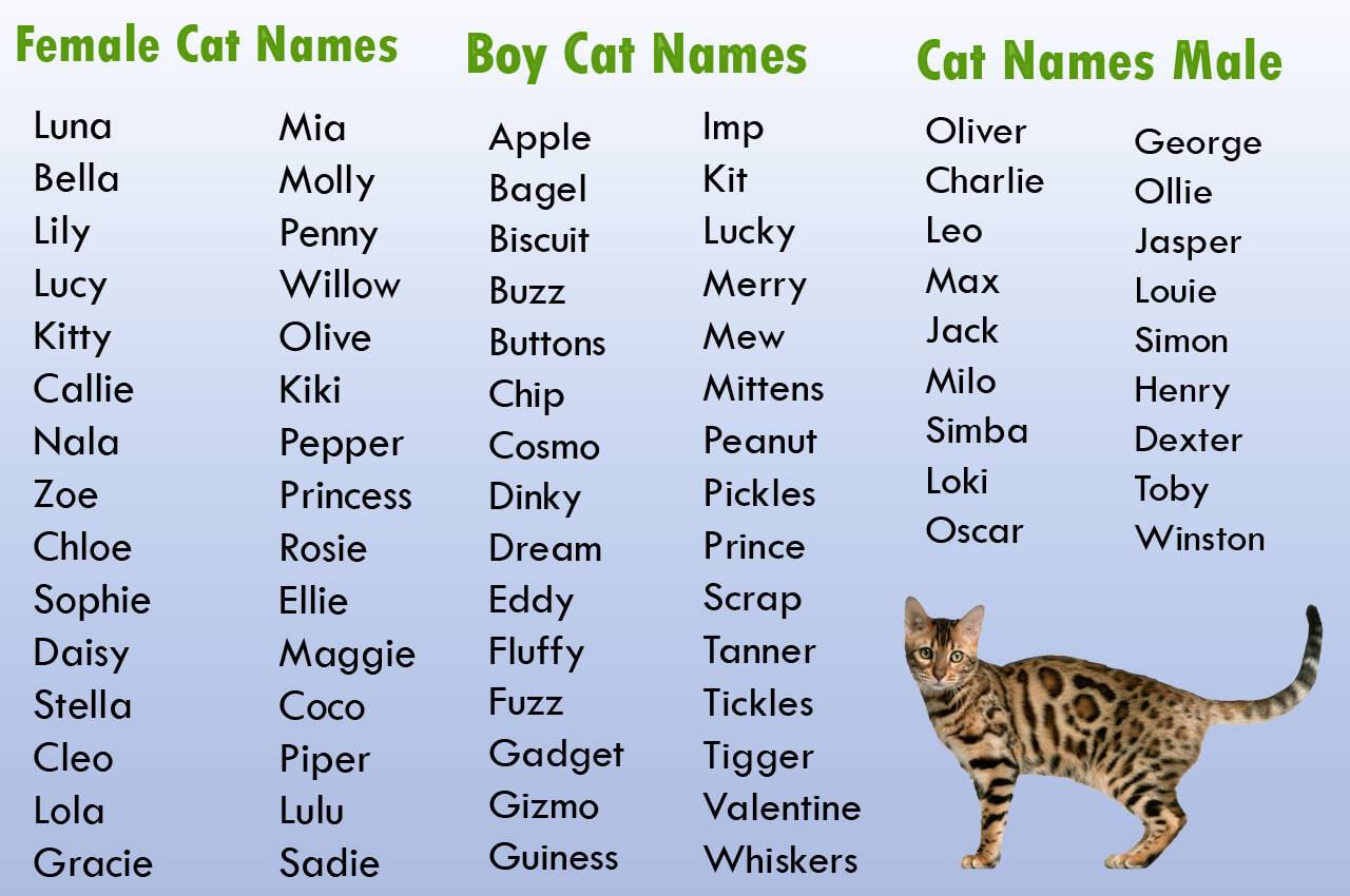 Красивые, легкие, редкие и современные клички для кошки: как выбрать имя