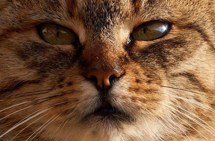 У шотландского котенка слезятся глаза и чихает