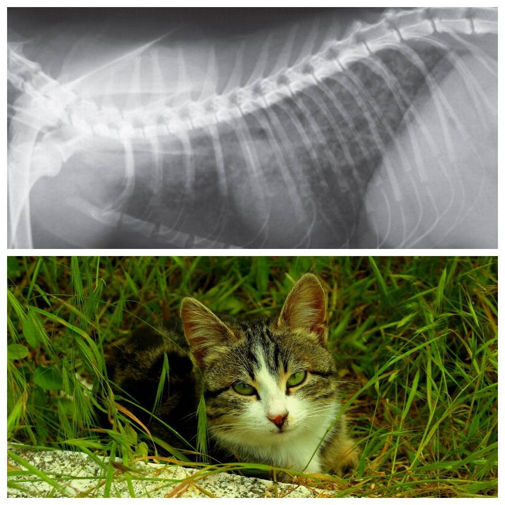 Болеют ли кошки туберкулезом?
