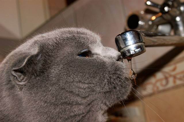 Питание кастрированных котов. чем кормить британского кота после кастрации: рацион и частота кормления