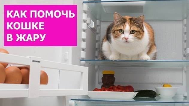 Как помочь кошке в жару? - запись пользователя леночка (hachocha) в сообществе домашние животные в категории кошки. болезни, прививки, советы по уходу - babyblog.ru