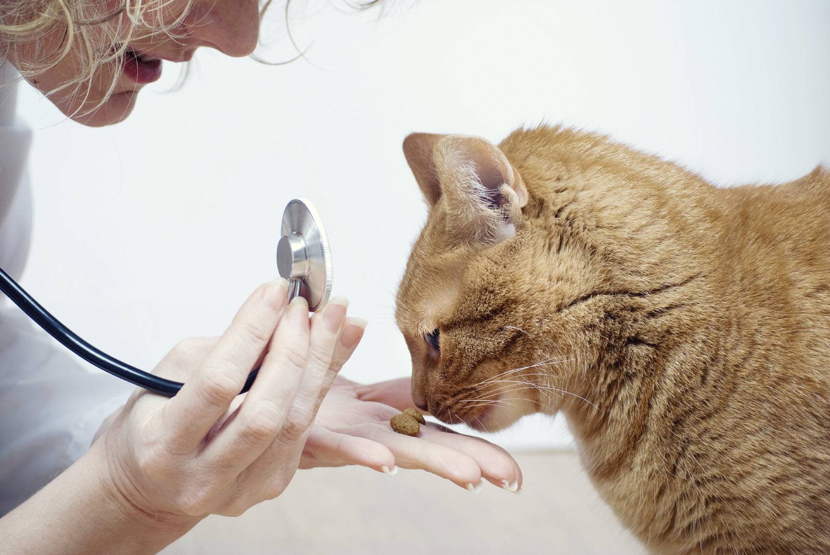 Какие болезни передаются от кошки к человеку