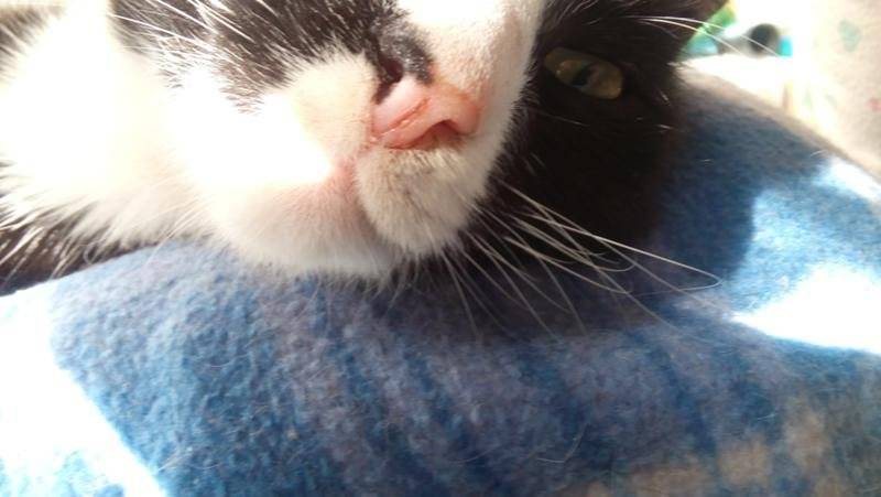 У кошки сухой нос: что это значит и каким он должен быть у здорового животного?
