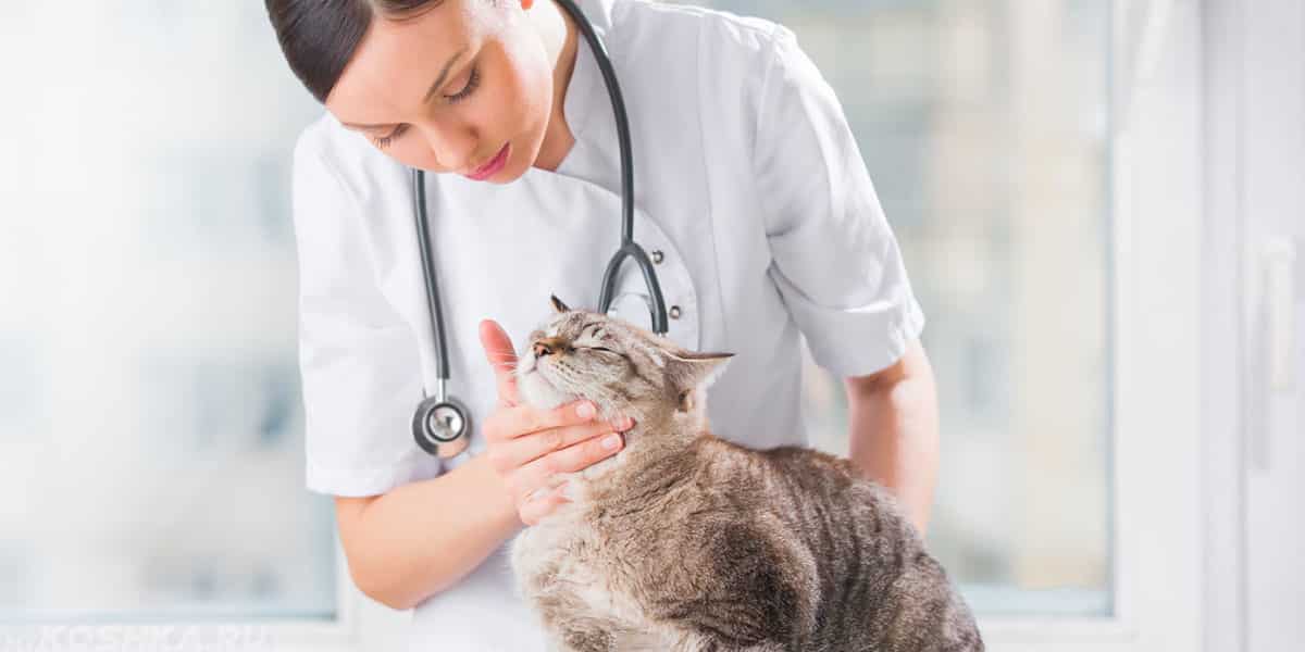 Стресс у кошек, симптомы, лечение: как успокоить кота после переезда или посещения ветеринара?