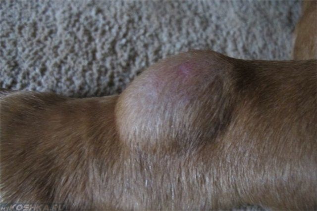 У кошки под кожей шарик на шее, животе и других участках тела: причины, диагностика и лечение