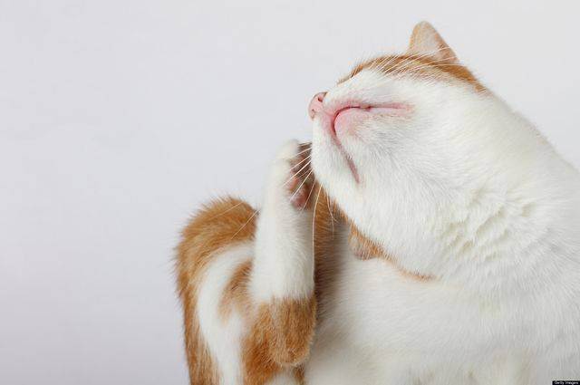 Кошка трясет головой и чешет уши - лечение
