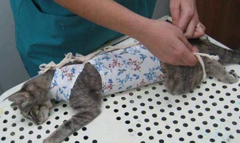 Попона для кошки после стерилизации своими руками: выкройка, как завязать, одеть и когда снимать?