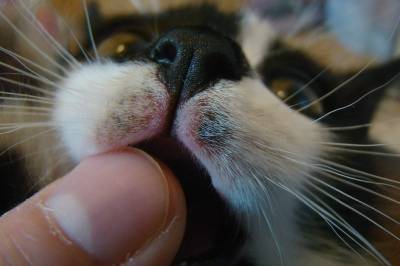 Почему у котенка могут ломаться усы