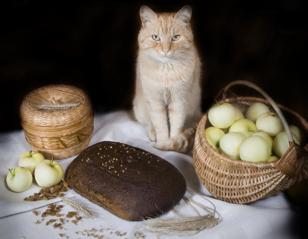 Можно котам хлеб. Кошка хлеб. Коты в хлебе. Коты хлебобулочные изделия. Кот Хлебушек.