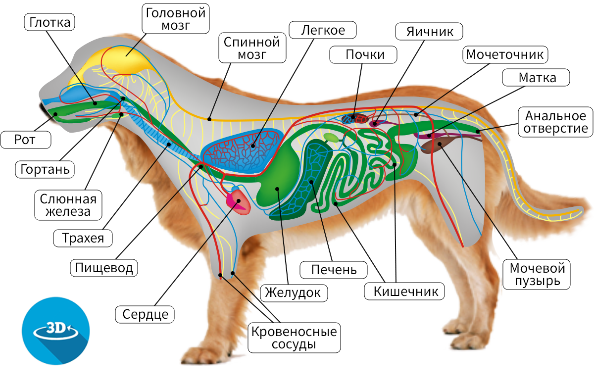 Система органов пищеварения собаки