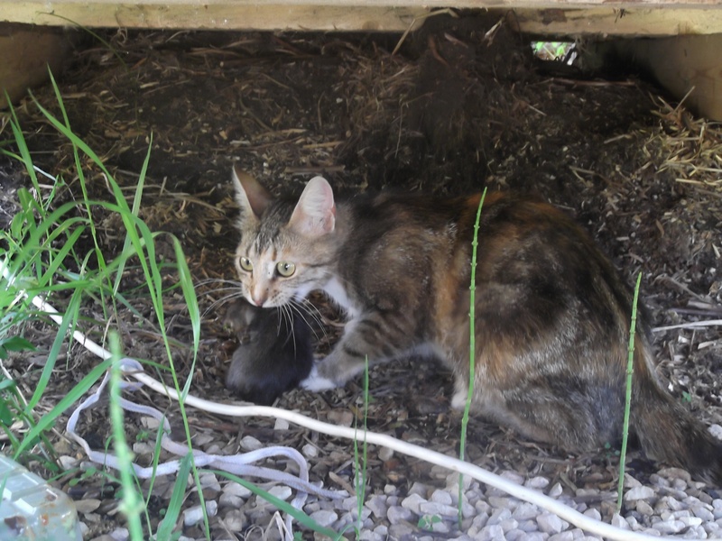 Кошки-крысоловы (24 фото): описание пород котов, которые лучше ловят мышей и крыс