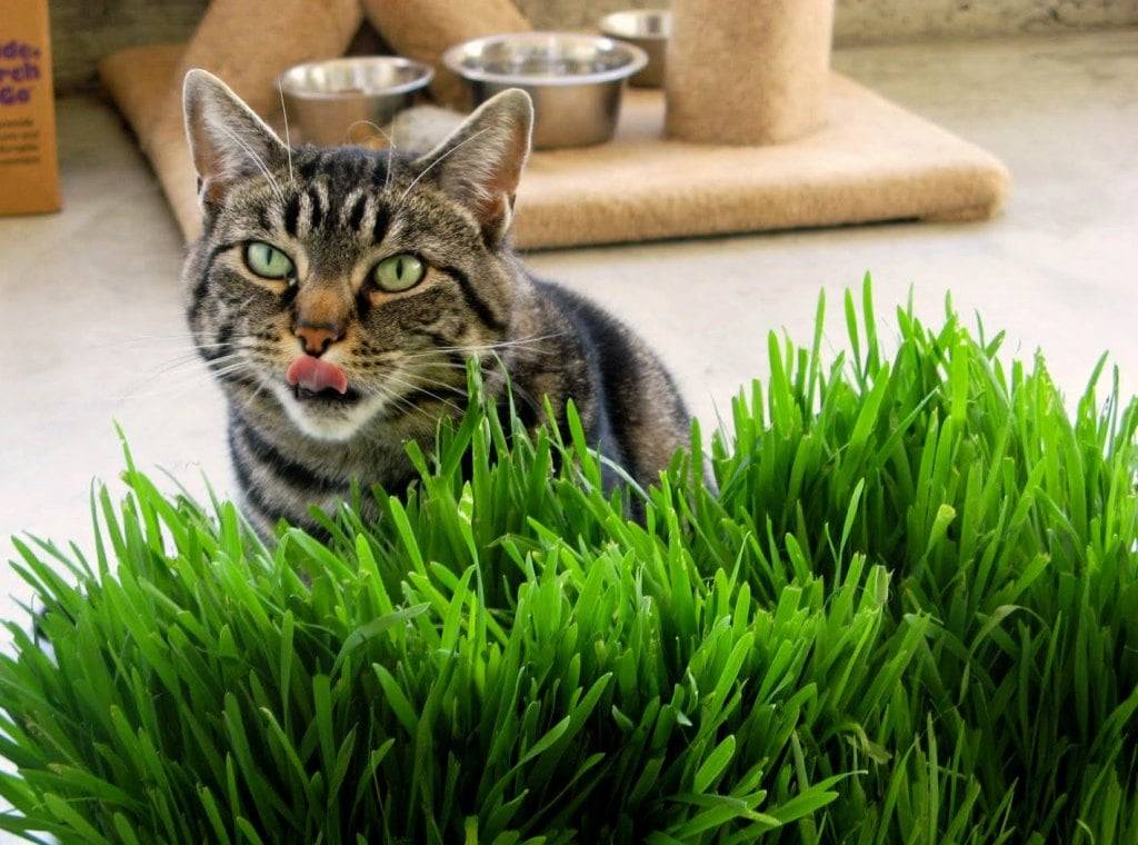 Трава для кошек: как посадить, зачем нужна, польза