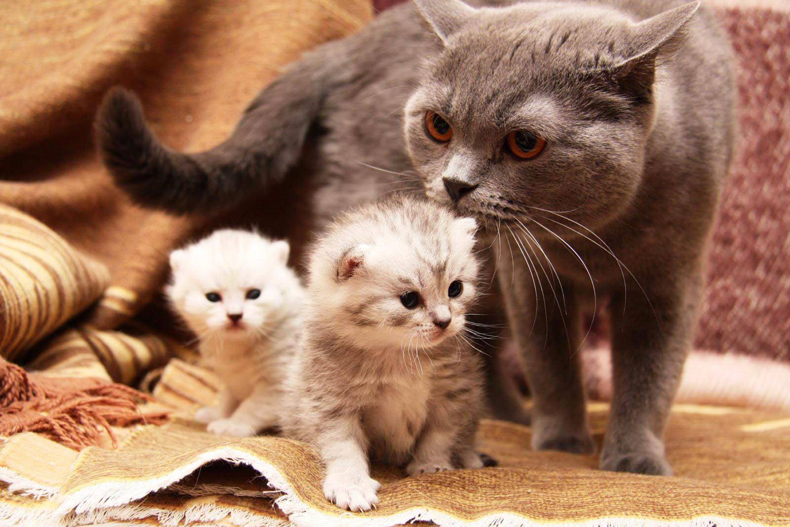 Правила и рекомендации по уходу за новорожденными котятами от ветеринаров
