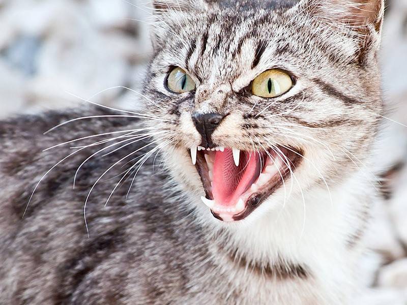 15 самых агрессивных животных в мире: не зли их!