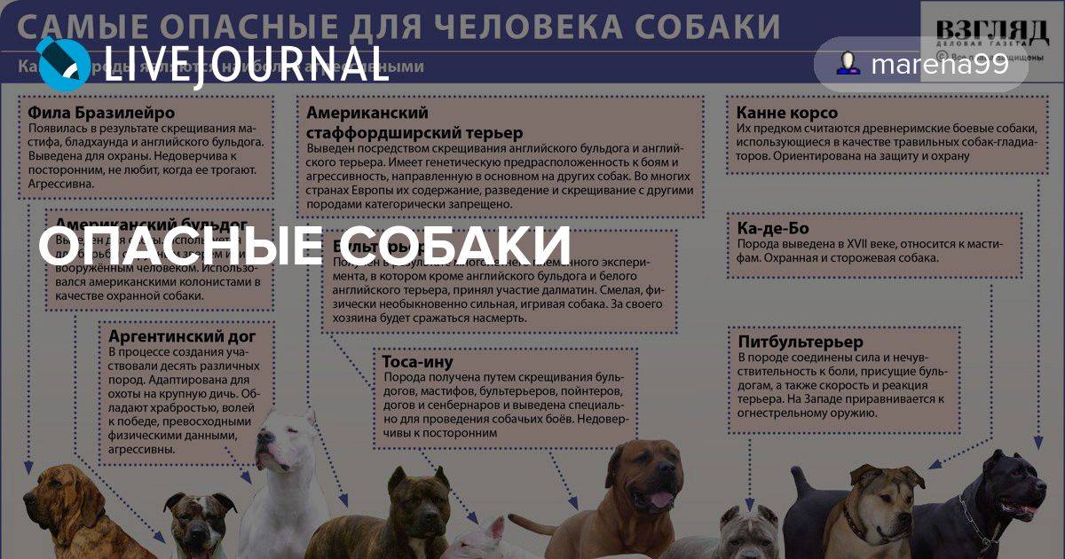 Топ-10 самых опасных пород собак