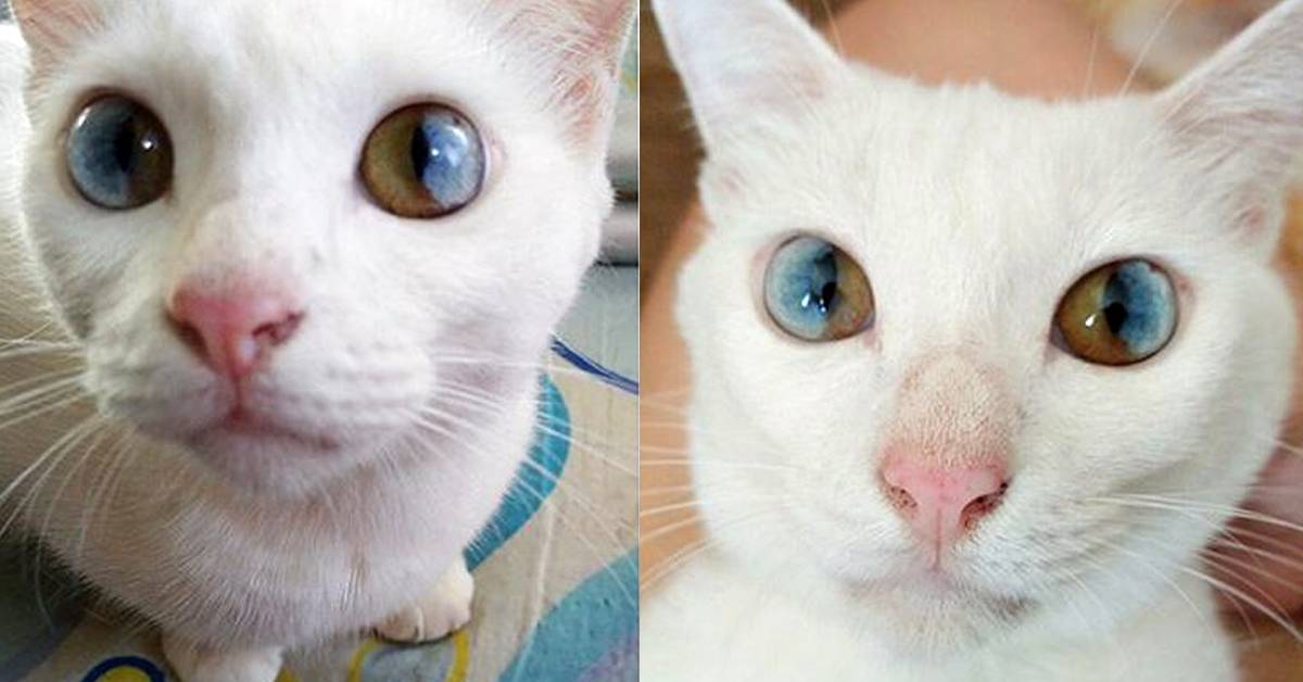 Как кошки меняют цвет. цвет глаз шотландских кошек. какое значение имеет цвет глаз