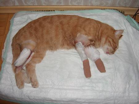 Кот хромает на переднюю лапу: что делать в случае хромоты без видимых повреждений и после операции?