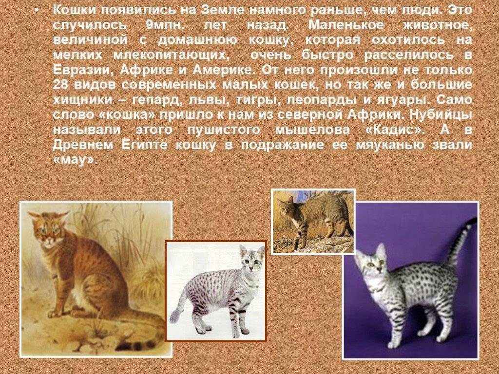Откуда взялись кошки – версии и факты происхождения