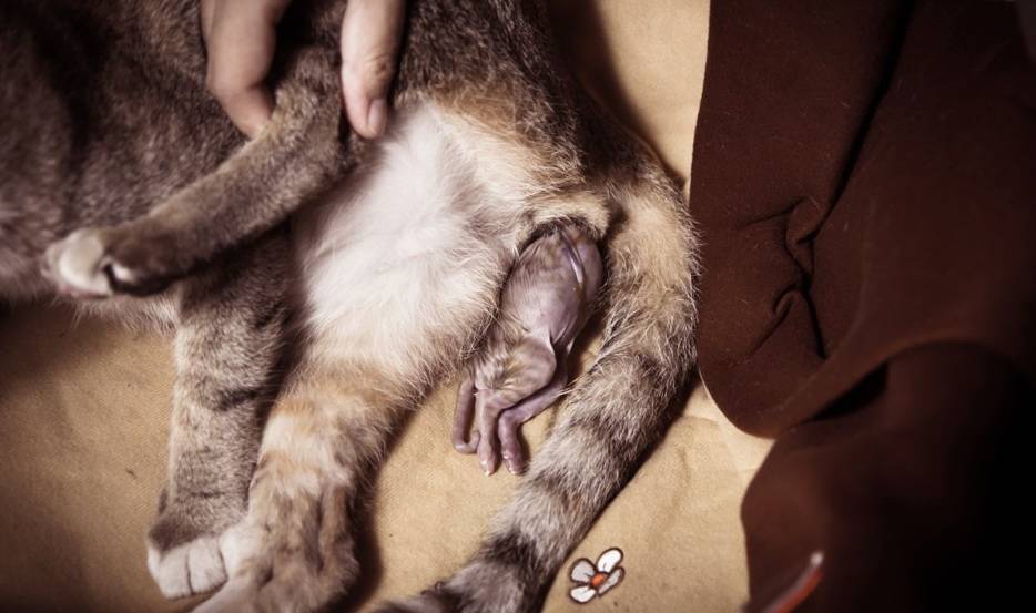 Беременность у кошек по неделям: сколько длится и как протекает у питомицы