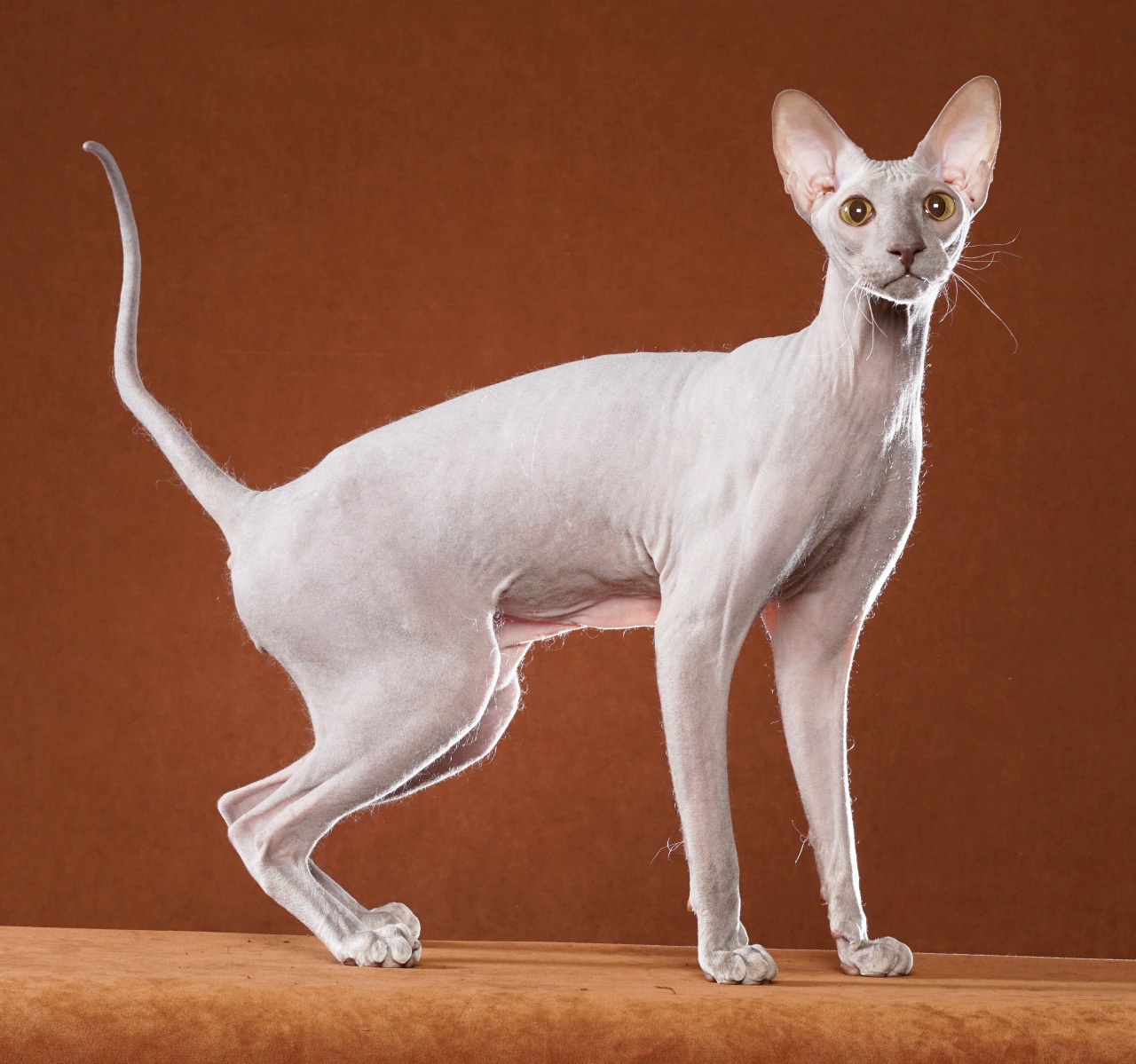 Кошка породы петерболд – петербургский сфинкс, 30 фото и описание