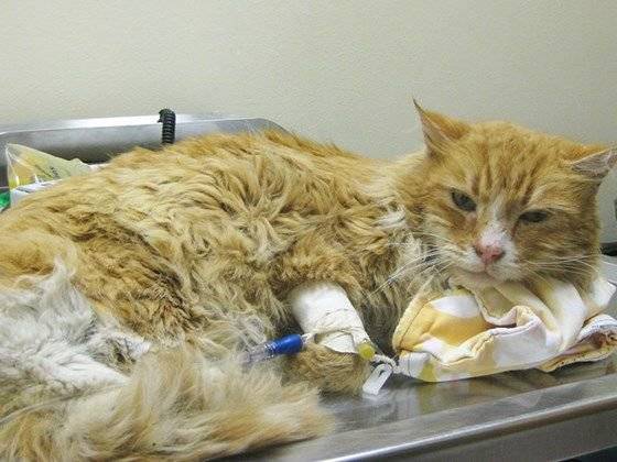 Воспаление легких у кота, симптомы и лечение пневмонии у кошек, последствия заболевания