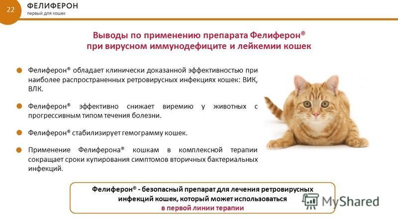 Вирусный иммунодефицит кошек. симптомы, лечение в россии