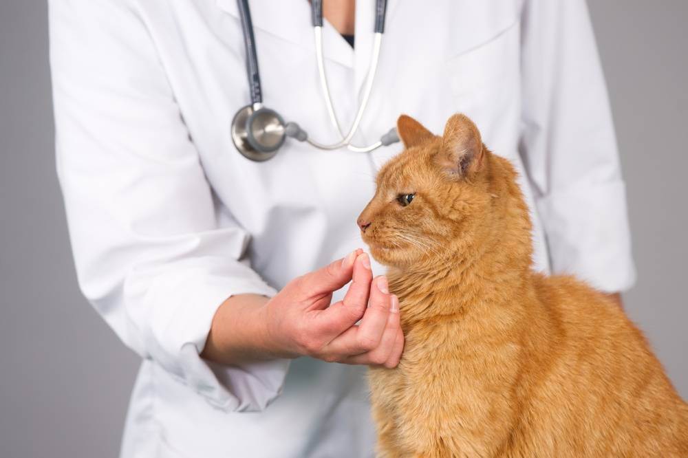 Токсоплазмоз у кошек и собак: симптомы, как передается болезнь, способы диагностики и лечения