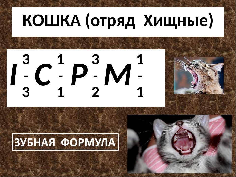Сколько зубов у кошки: фото, схема и строение кошачьих зубных единиц