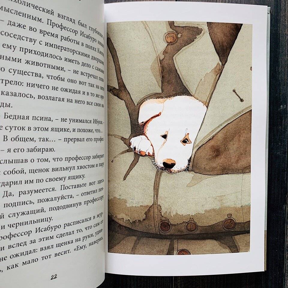 ᐉ порода собаки из фильма хатико: реальная история и отражение её в культуре - zoovet24.ru