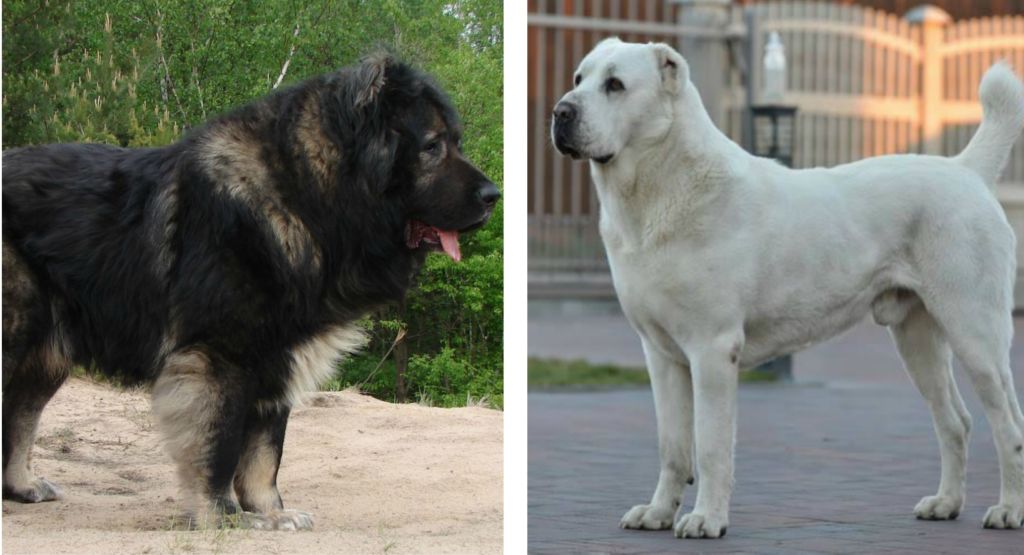 Большие породы собак: названия и фото (каталог)