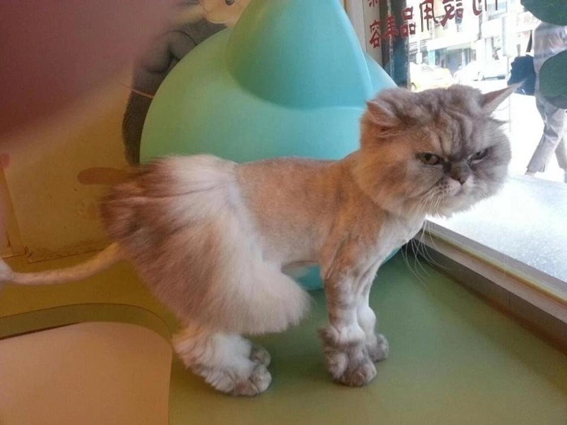 Как правильно подстригать кота в домашних условиях: раскладываем по пунктам