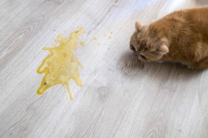 Кота или кошку рвет желтой жидкостью: почему и что делать | не ест