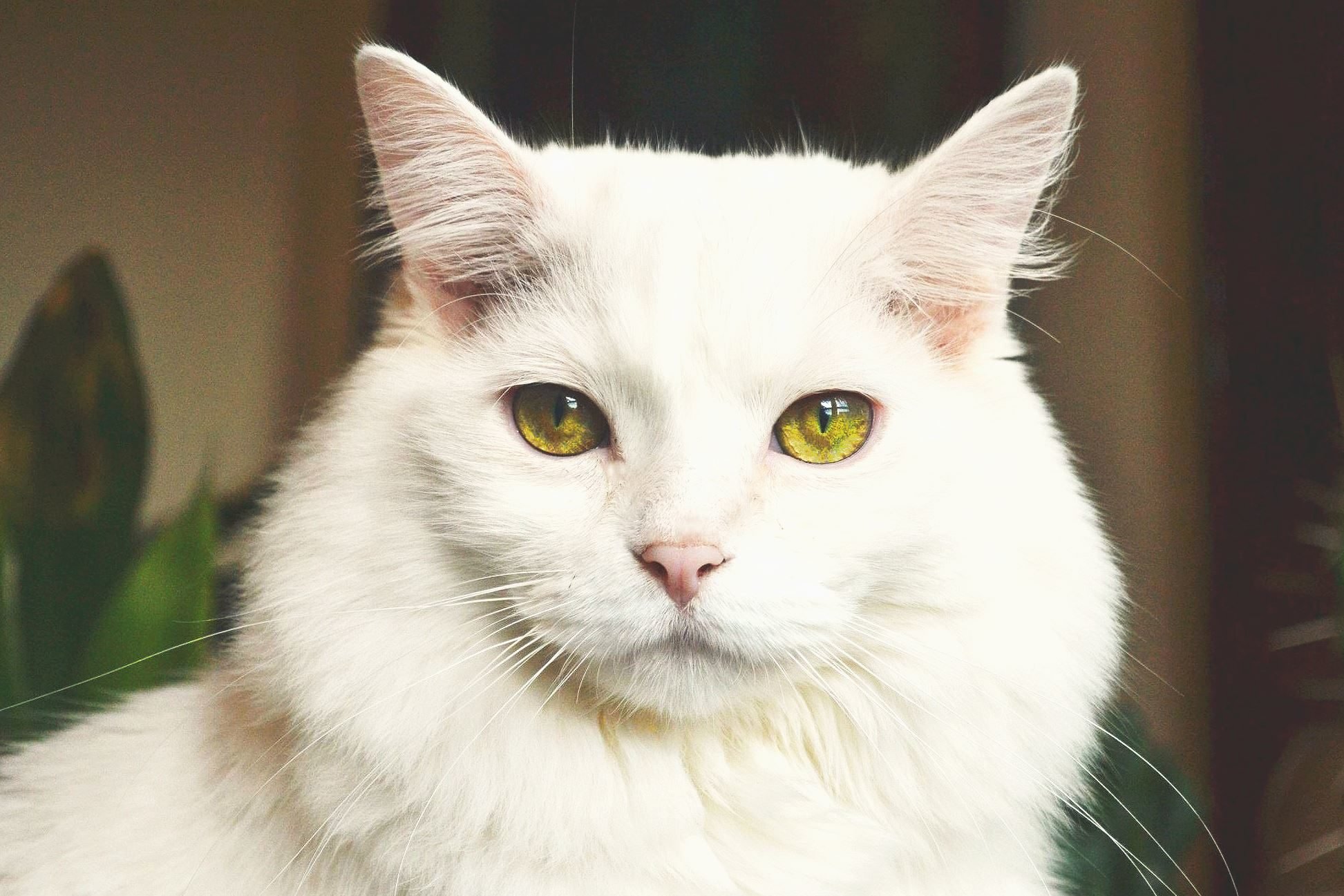 Белый кот с зелеными глазами