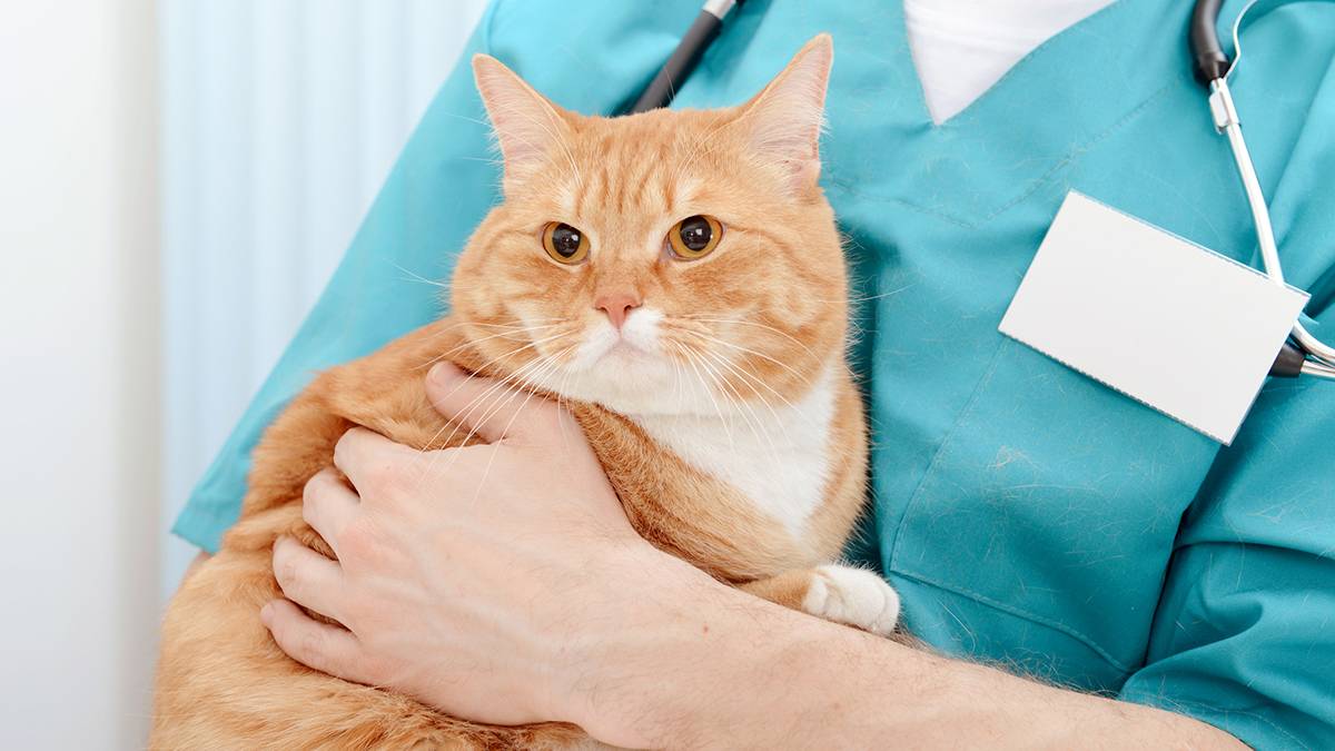 Панкреатит у кошек: симптомы, признаки, лечение, диагностика