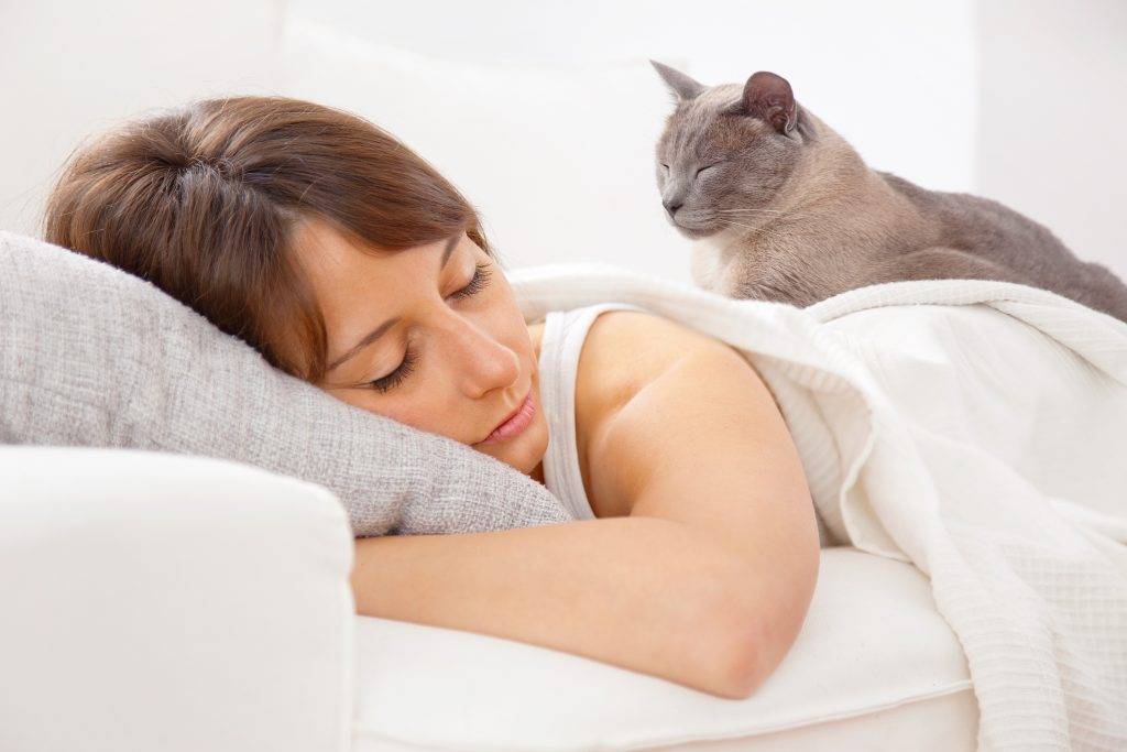 Почему кошки спят на столе или в одной кровати с хозяевами, можно ли это позволять котам, что говорят приметы?