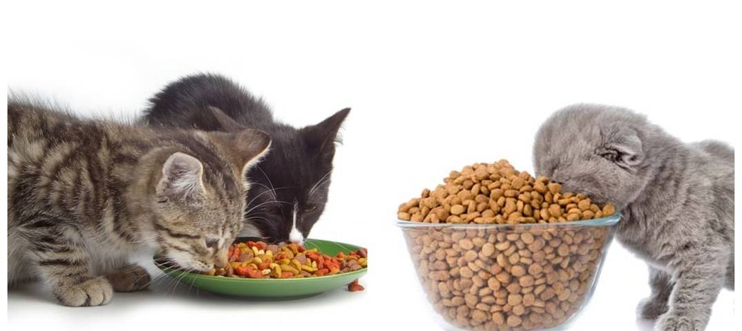 Кошка ест собачий корм: что делать?