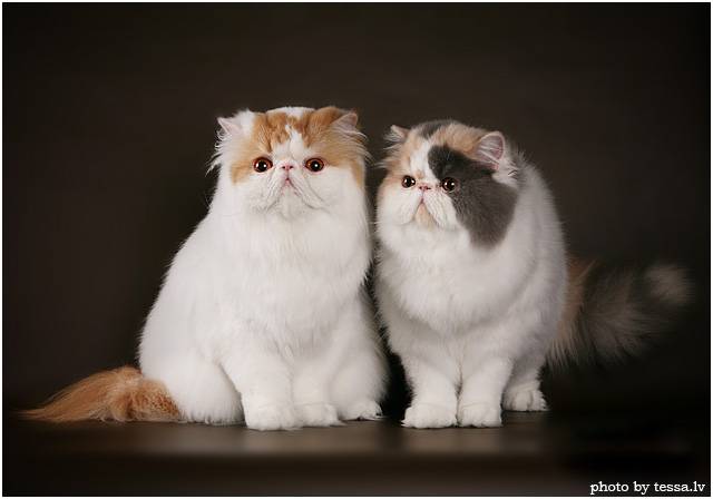 Коты с приплюснутой мордой и большими глазами: описание пород и особенности ухода