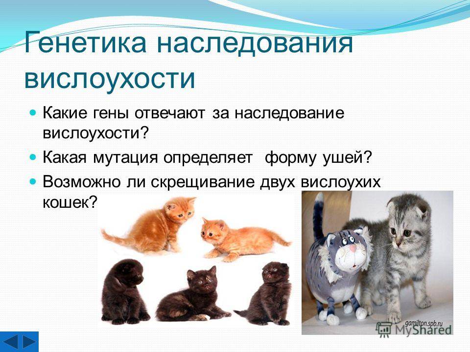 Как определить породу кошки: что можно узнать по окрасу и размеру питомца
