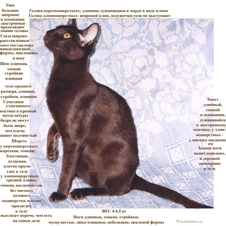 О лысых кошках- самые популярные породы: обзор +видео