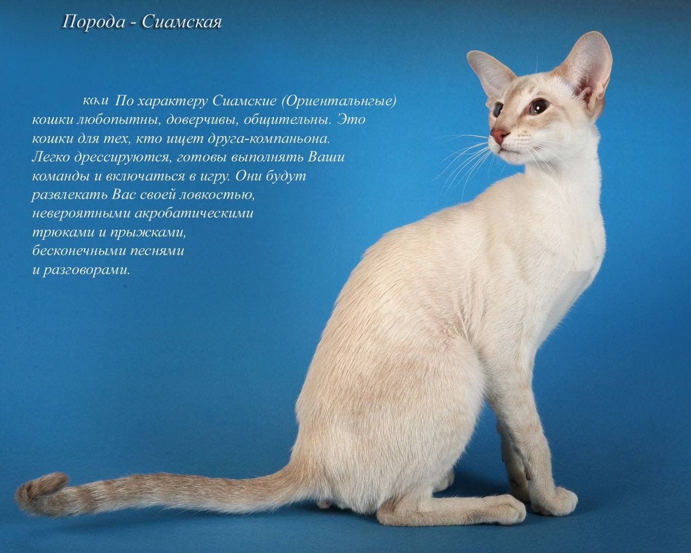 презентация породы кошек с фотографиями и названиями