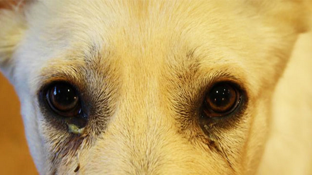 Почему у собаки слезятся глаза: причины, симптомы, лечение | petguru