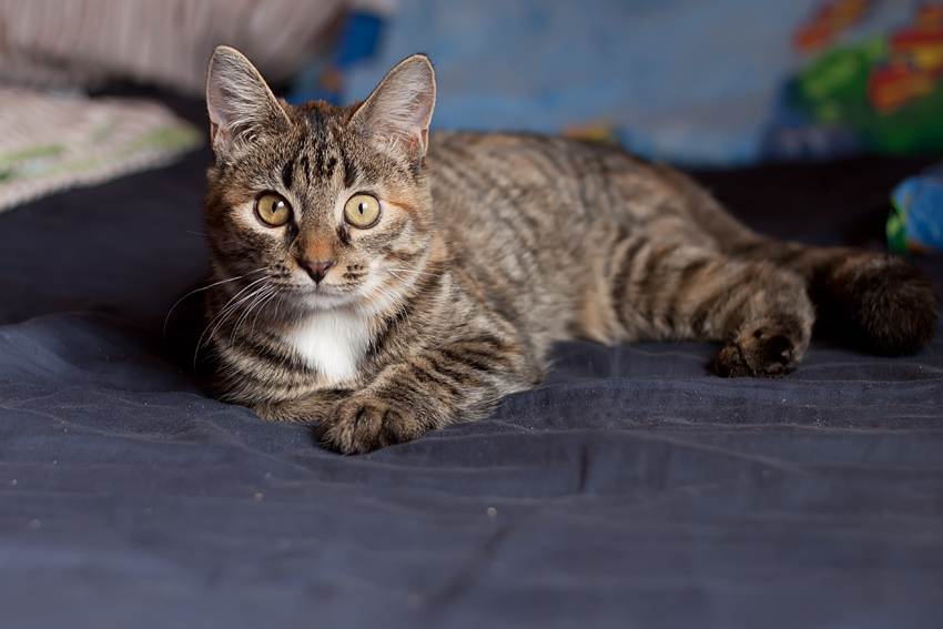 ᐉ калифорнийская сияющая кошка - описание пород котов - ➡ motildazoo.ru