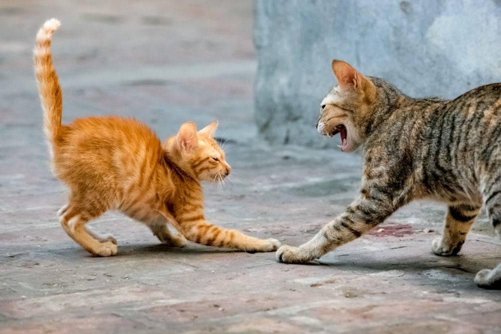 Кот нападает царапается и кусается, что делать?
